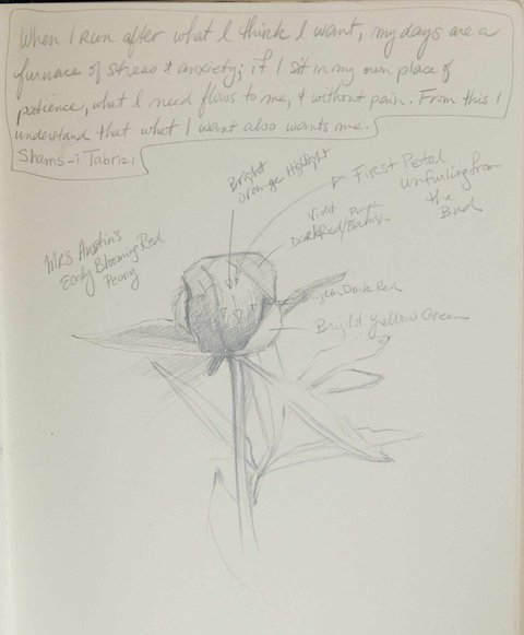 Kathys Pencil Sketch of a Peony and Notes.jpg