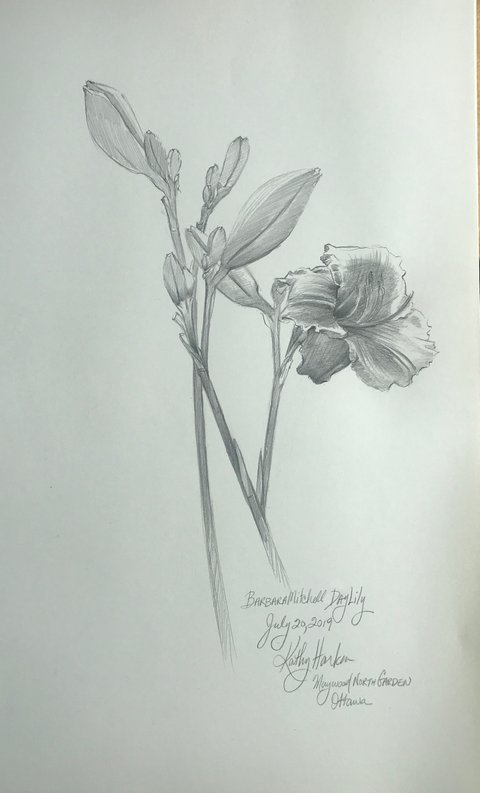 Barbara Mitchell Daylily